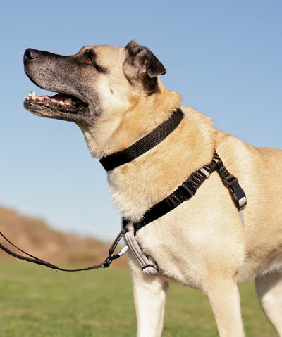 Rover Gear Better Walk™ No-Pull Dog Harness Harness Rover 
