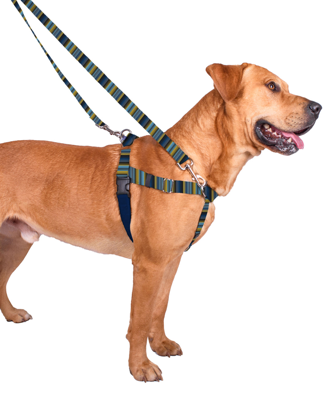 2 Hounds EarthStyle Freedom No-Pull Dog Harness Walking Gear Rover Store 