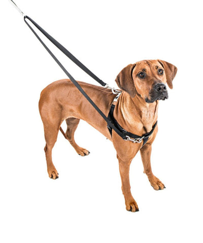 2 Hounds Freedom No-Pull Dog Harness Harness Rover 