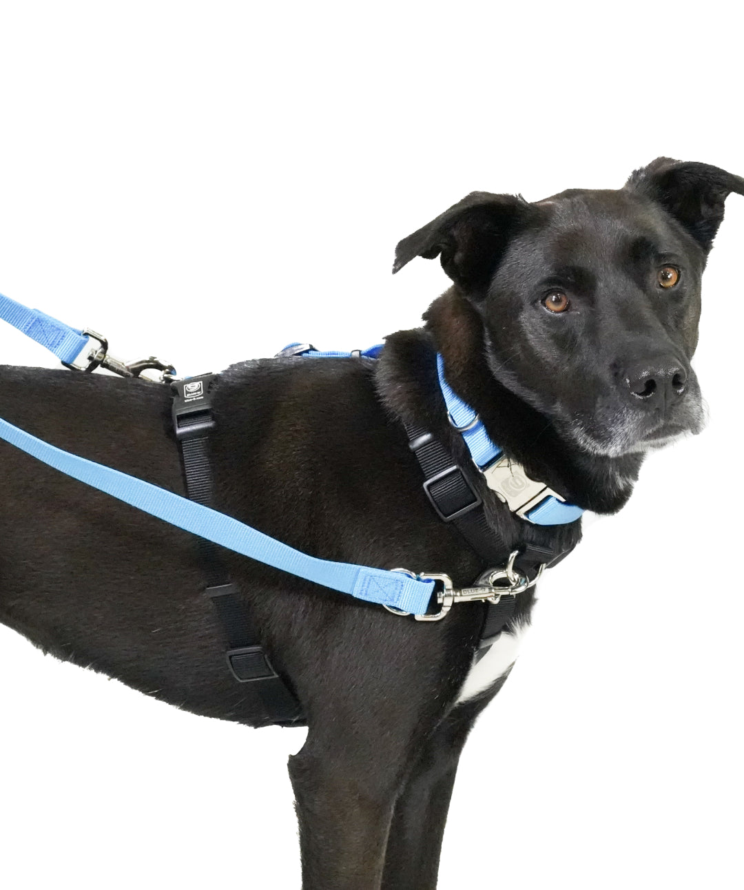 Bijou Dog Harness Blue M / Blue