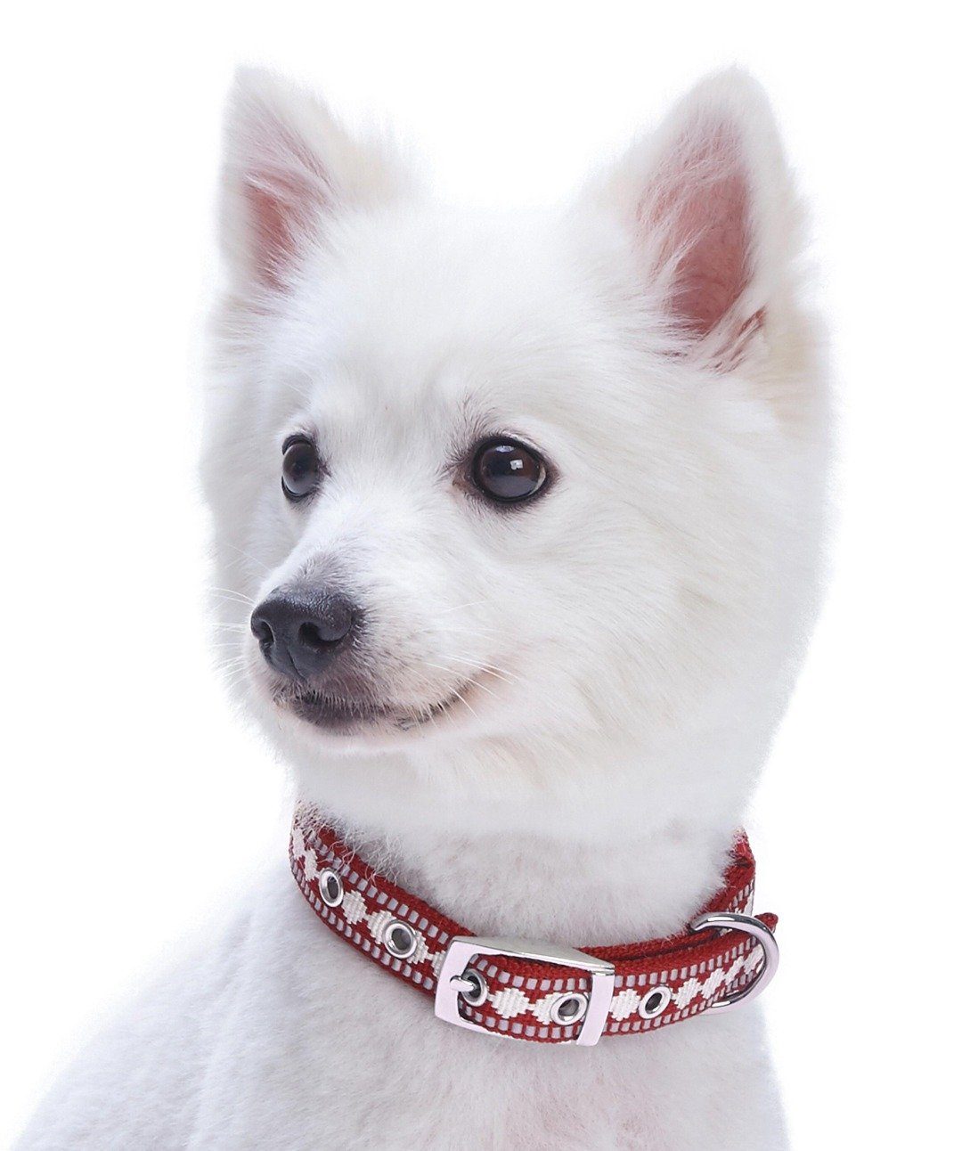 Blueberry Pet Reflective Jacquard Comfort Dog Collar Collar Blueberry Pet 
