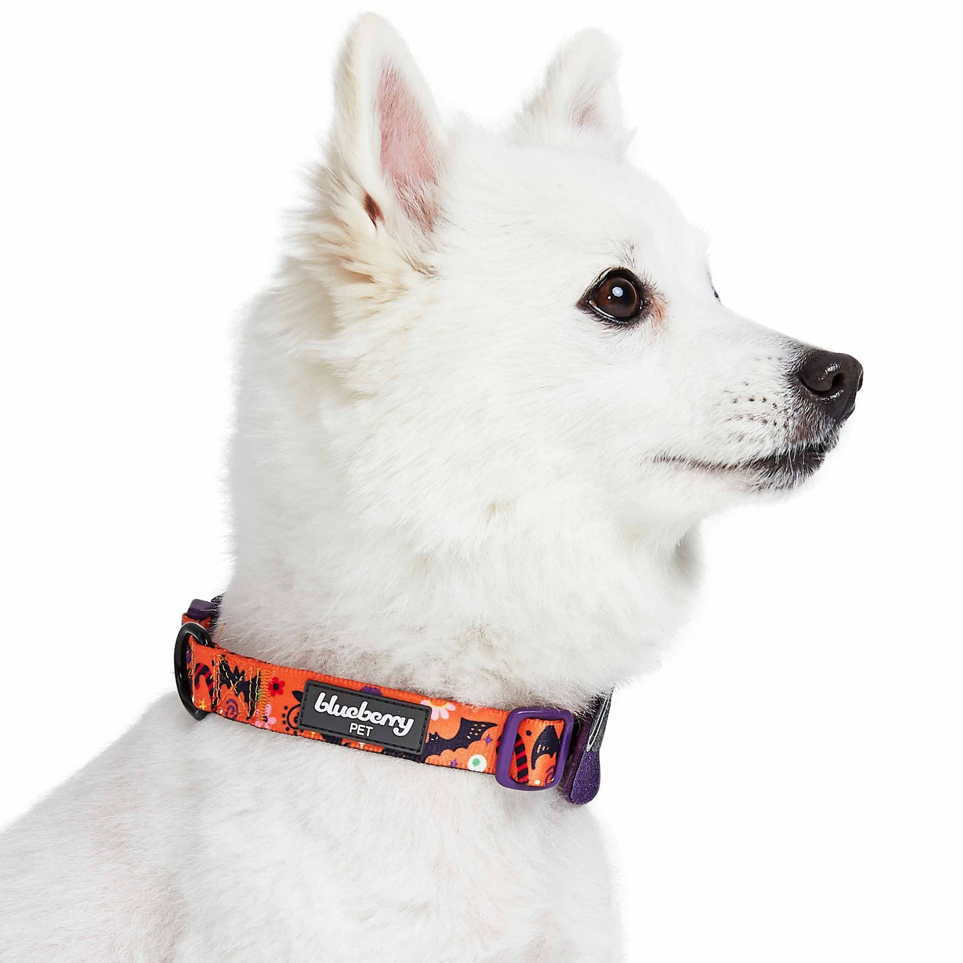 Blueberry Pet Witchy Halloween Dog Collar Collar Blueberry Pet 