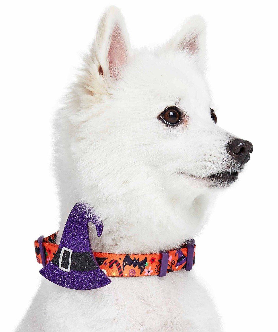 Blueberry Pet Witchy Halloween Dog Collar Collar Blueberry Pet 