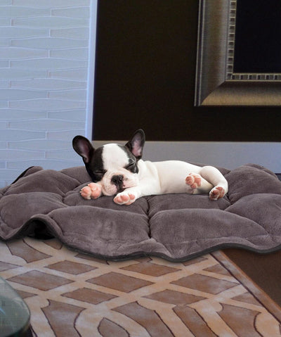 Puppy laying on gray lilypad bed
