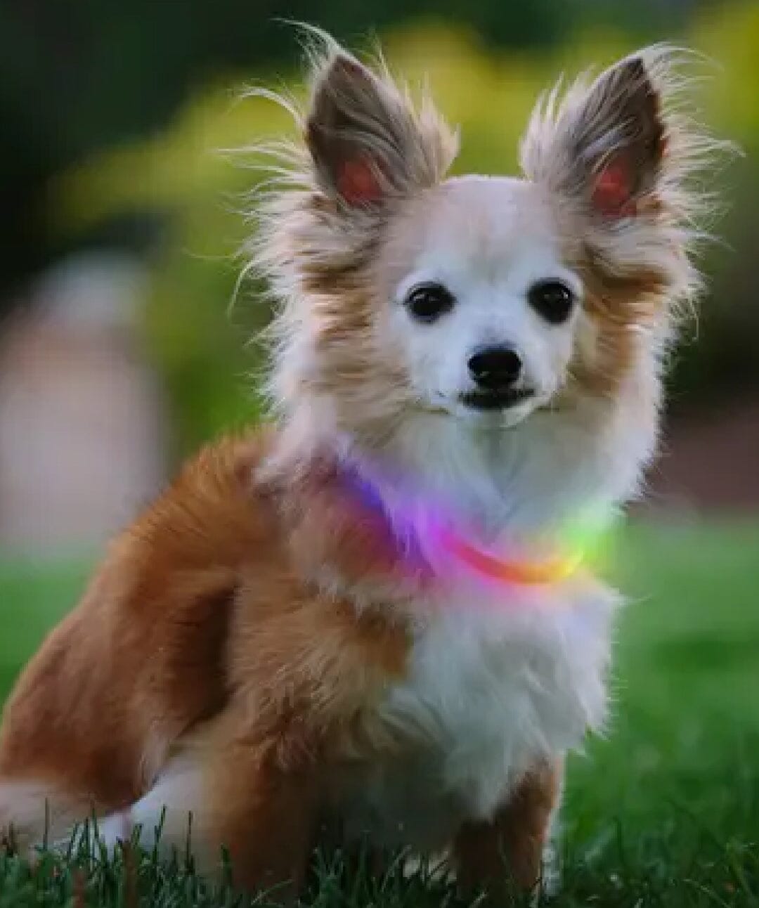 Color-Changing Rechargeable LED Dog Necklace Rover 