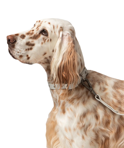 Diggs Dog Collar Collar Diggs Inc. 