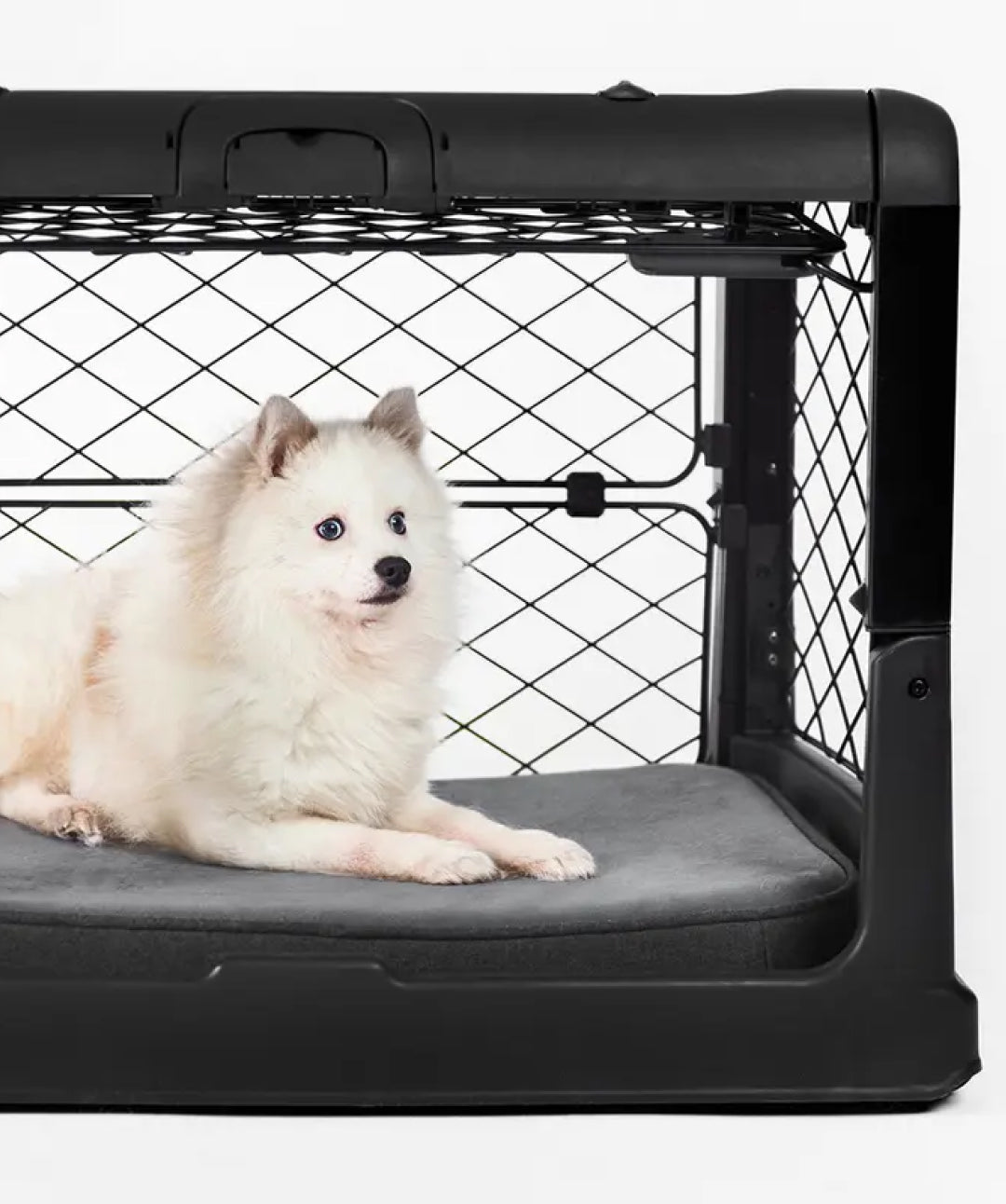 Diggs Groov Lickable Crate Training Tool – Rover Store