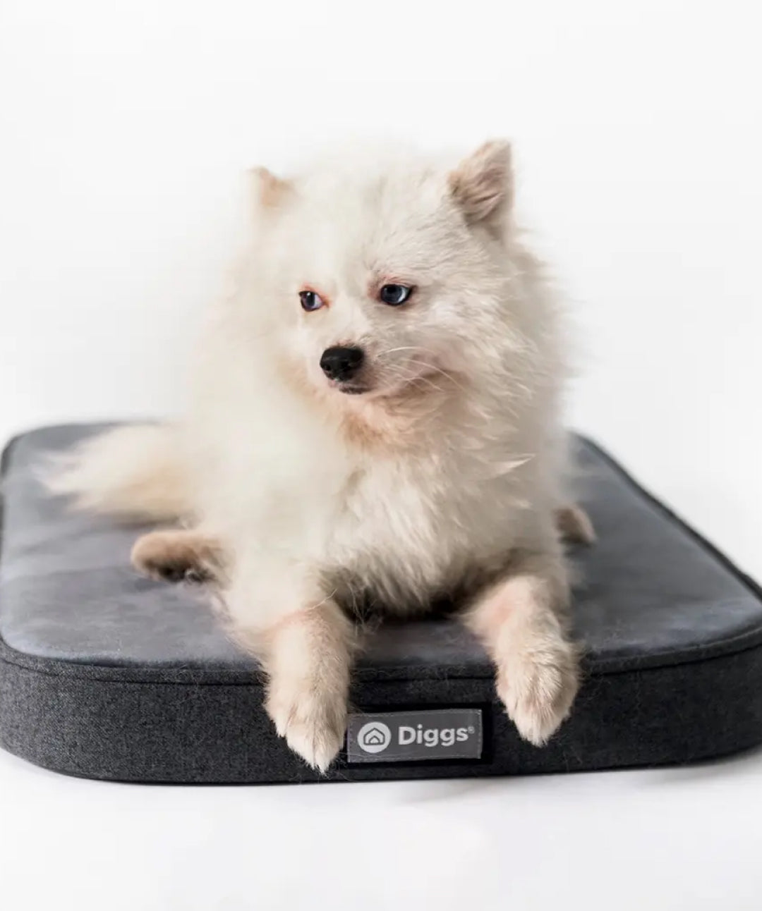 Diggs Snooz Orthopedic Dog Crate Pad Rover Store 