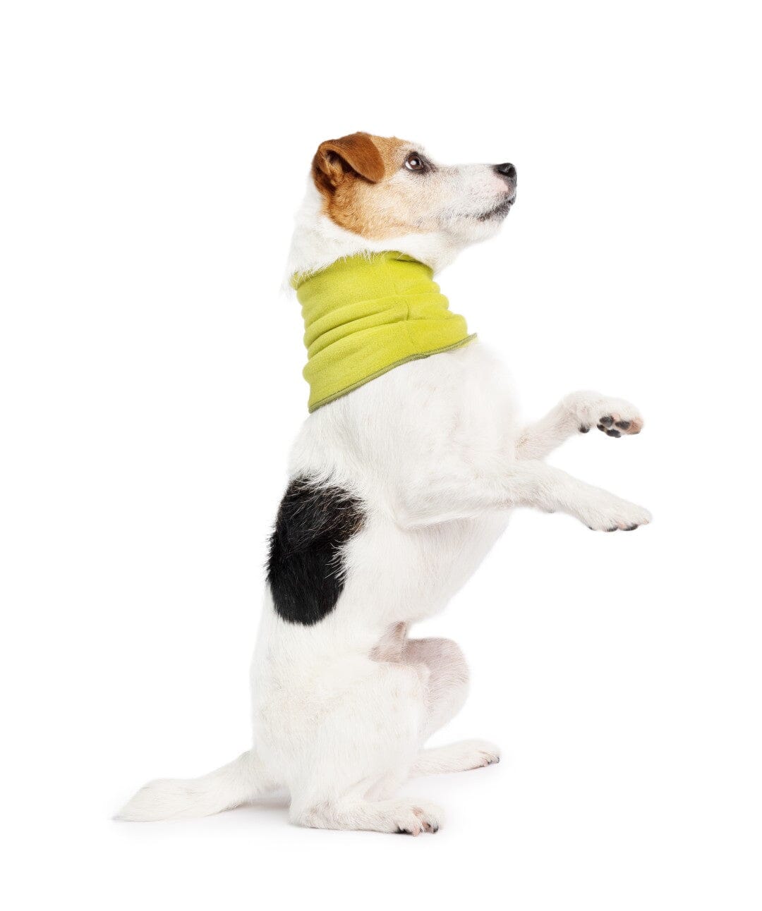 GoldPaw Reversible Dog Snood Dog Scarf Gold Paw Avocado S 