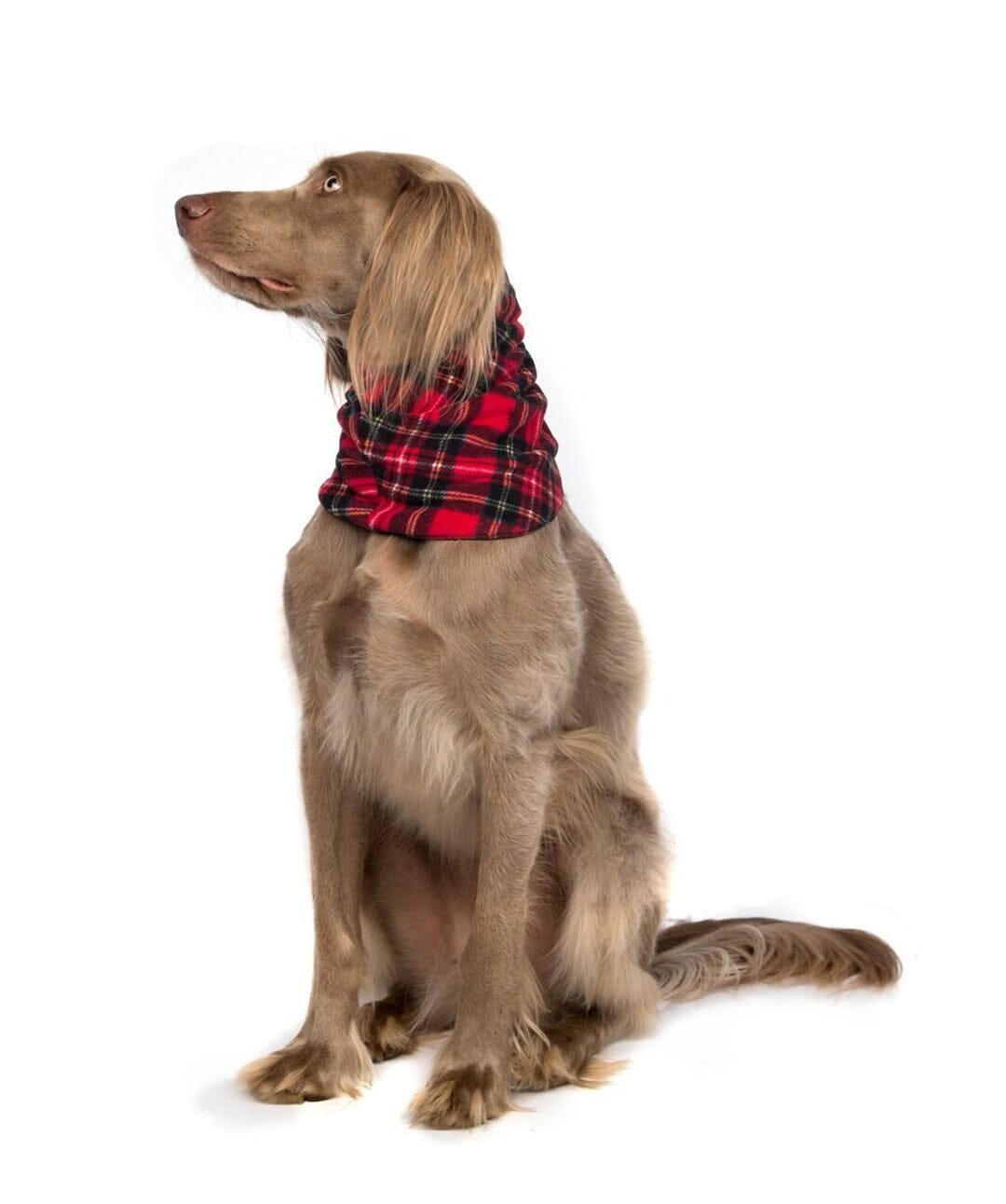 GoldPaw Reversible Dog Snood Dog Scarf Gold Paw Red Plaid S 