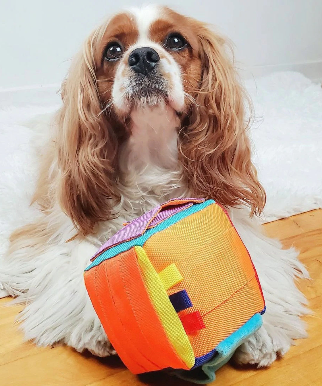 Hide 'n Seek Cube Dog Puzzle Toy Dog Toys Rover 