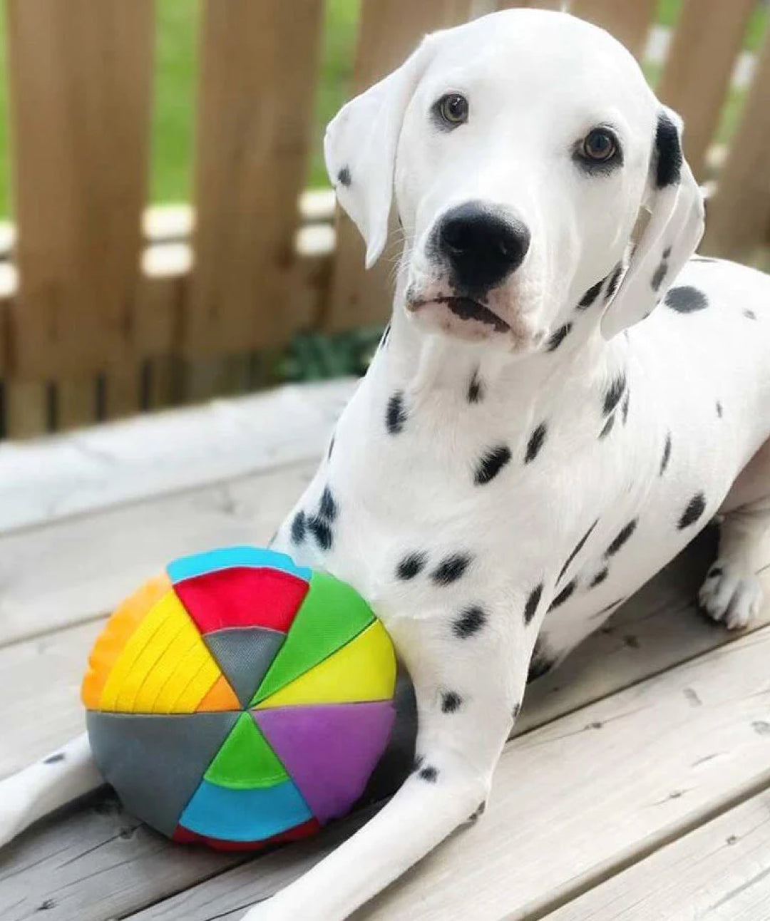 fouFIT Hide 'n Seek Disc Dog Toys, Multicolor