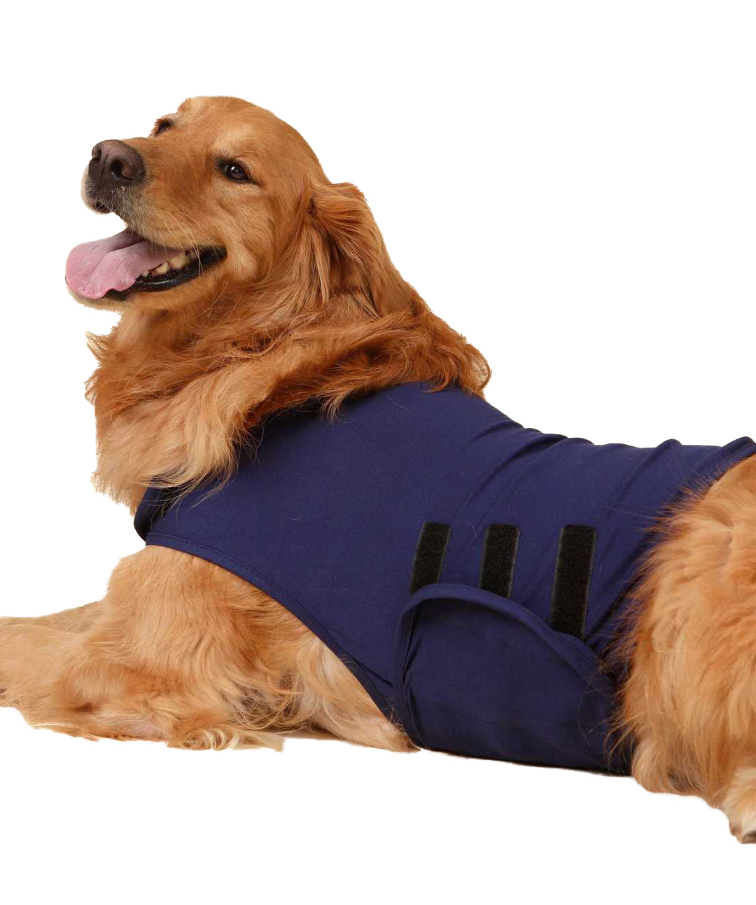 Honest Paws Calm Dog Vest Calming Vest Rover 