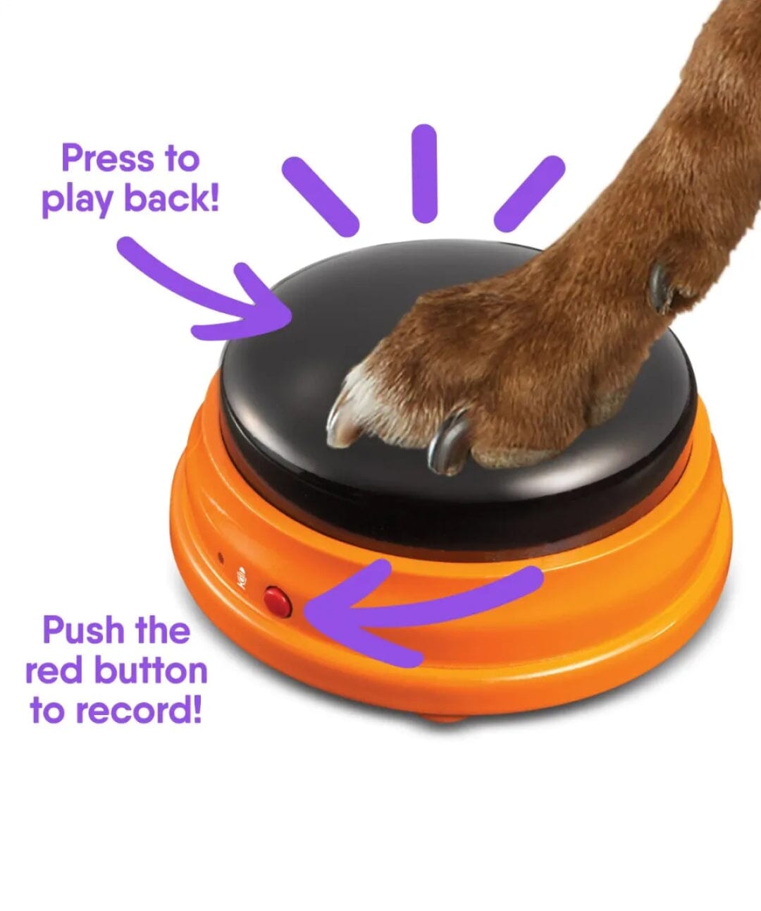https://store.rover.com/cdn/shop/products/hunger-for-words-talking-pet-essential-words-button-set-dog-supplies-hunger-for-words-325508_1400x.jpg?v=1676016126