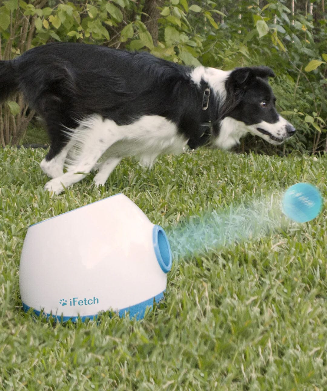 https://store.rover.com/cdn/shop/products/ifetch-too-automatic-ball-launcher-for-dogs-dog-techdiagnostics-ifetch-817319_1400x.jpg?v=1668834769