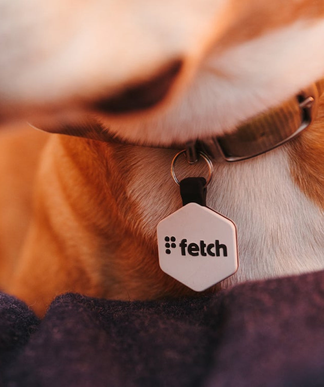 LifeKey Fetch Digital Pet ID Tag Health Rover 