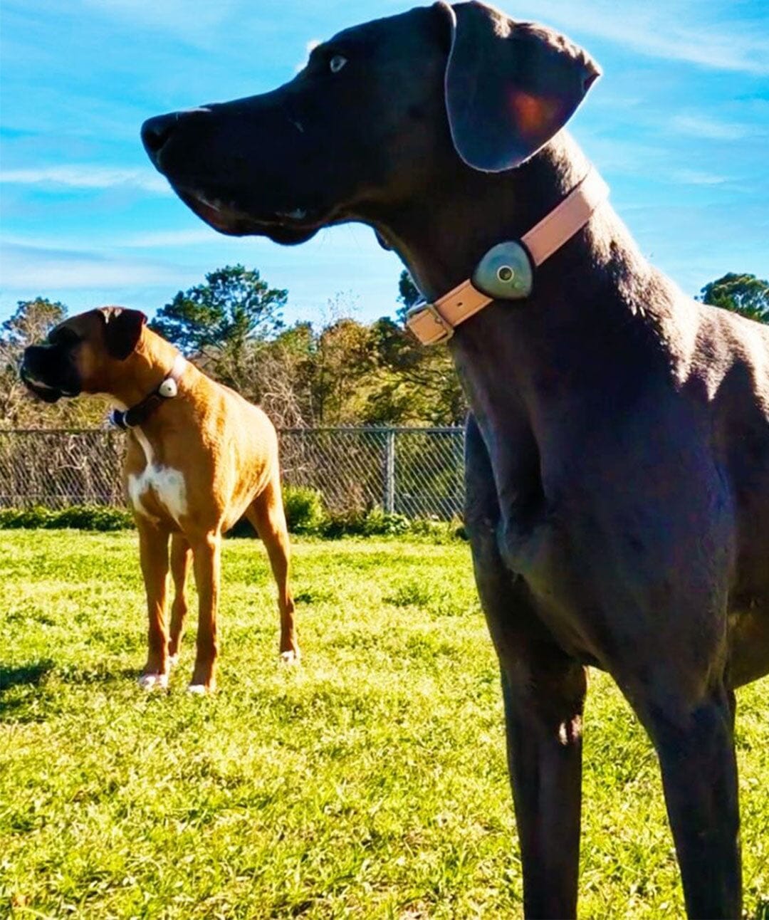 Max & Molly Soundshield Ultrasonic Flea & Tick Control Dog Tag Rover 