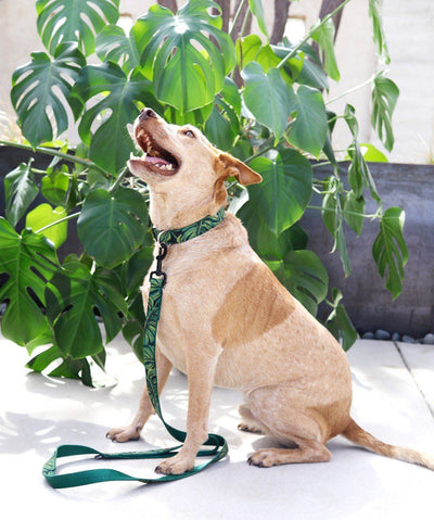 Mimi Green 'Jungle' Monstera Voile Canvas Custom Dog Collar Rover Store 