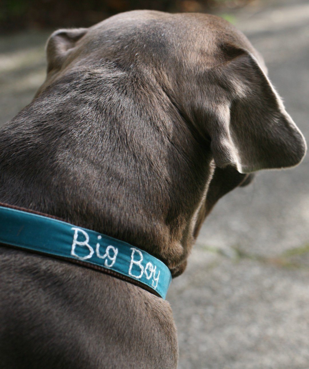 Mimi Green Velvet Personalized Dog Collar Collar Mimi Green 