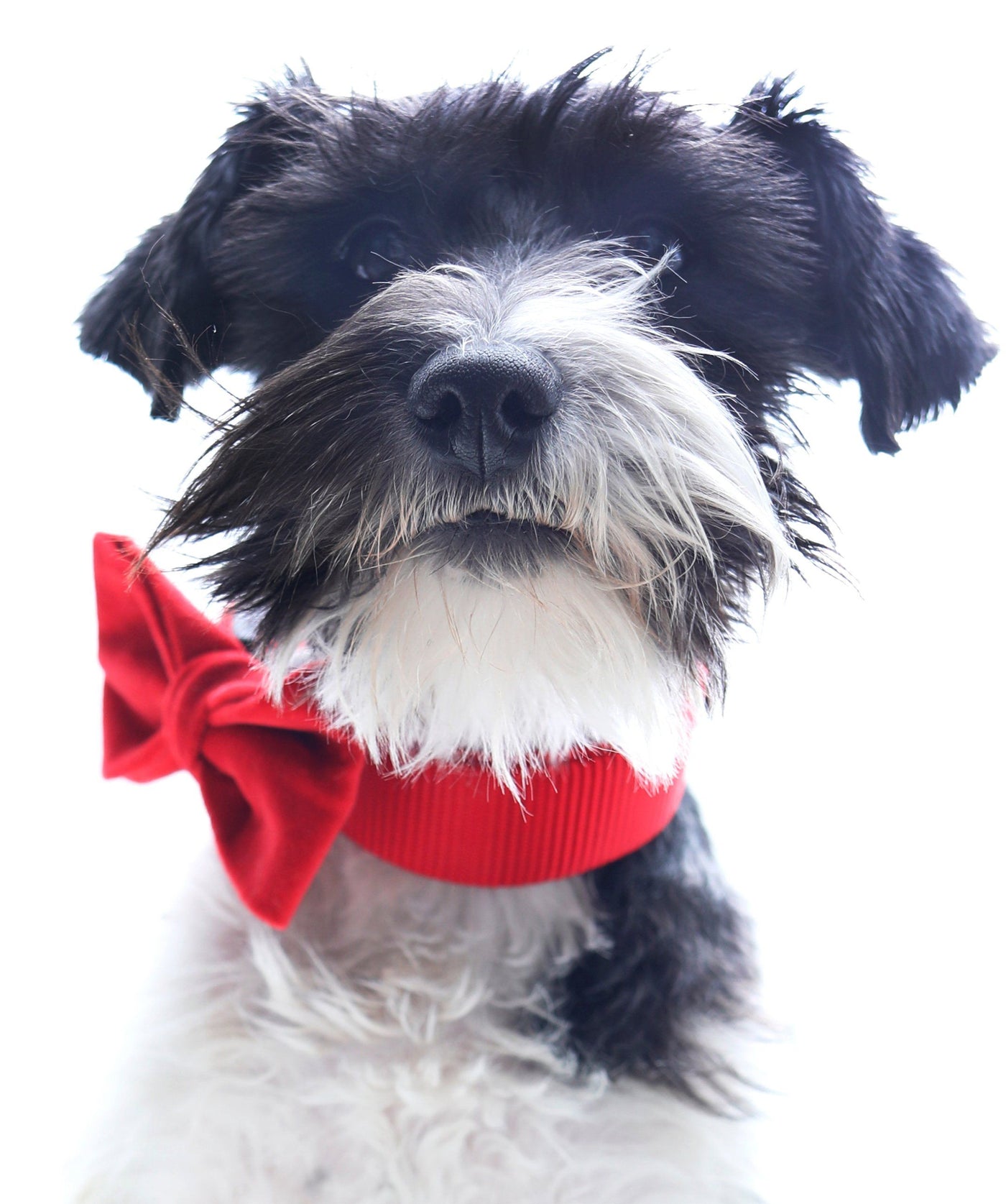 Mimi Green Velveteen Dog Collar Bow Tie Dog Bandana Mimi Green 