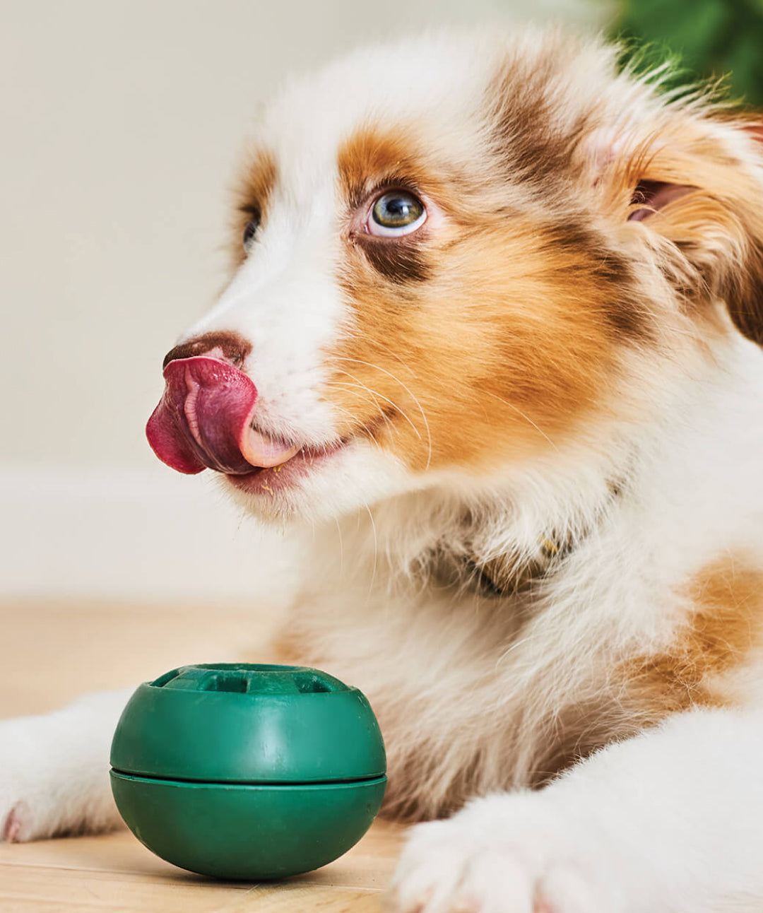 Introducing the Woof Pupsicle enrichment toy! #pupsicle #dogchew #enr