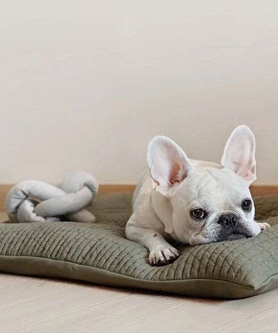 French Bulldog laying next to gray colored puzzle knot dog toy
