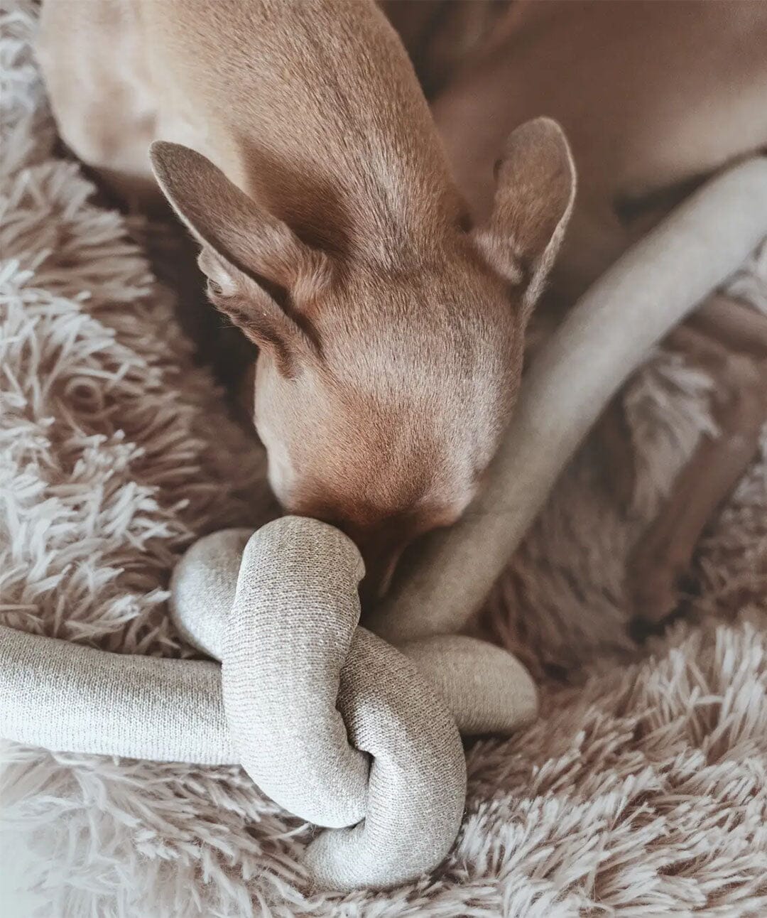 Small dog snuggling a knotted puzzle dog toy