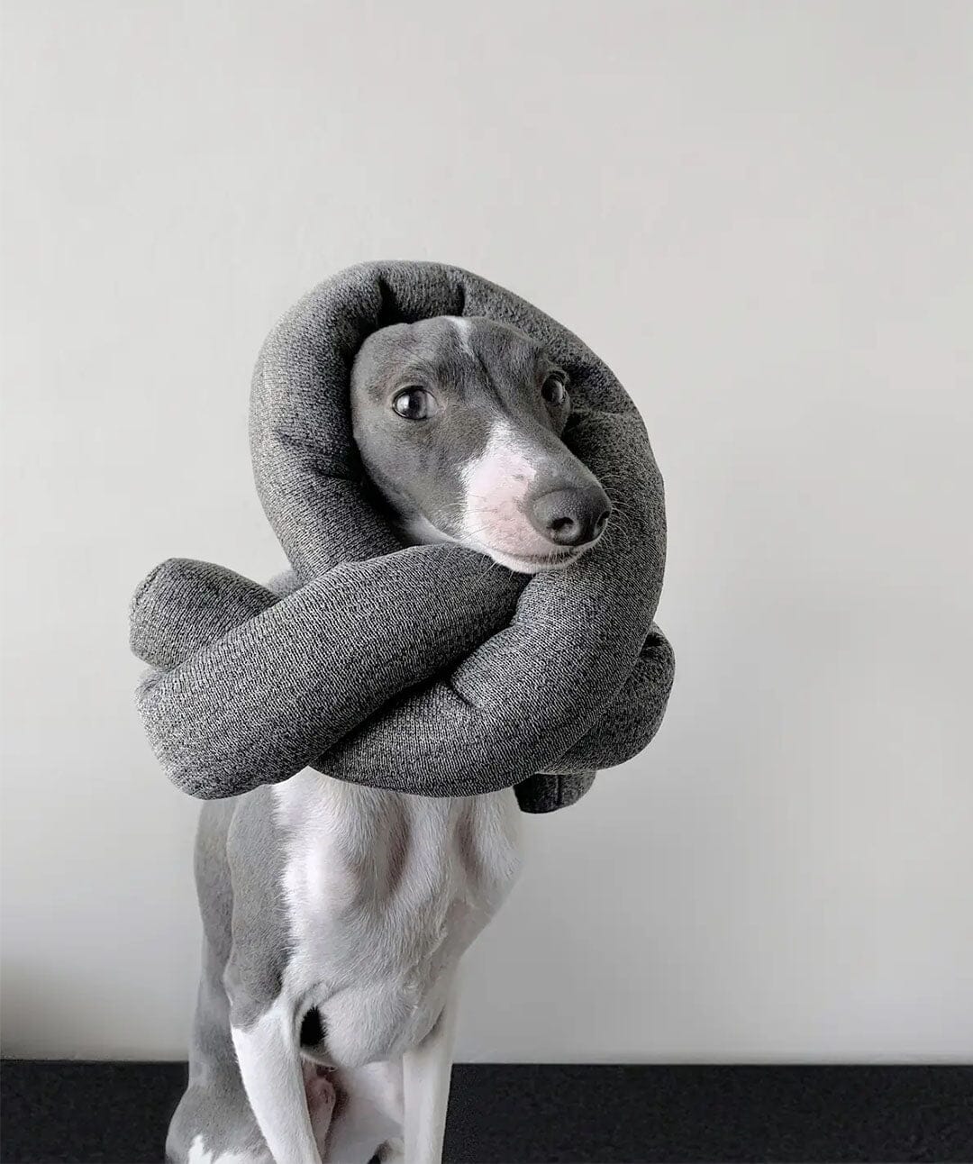 A dog with a treat knot toy tied on its head like a hat