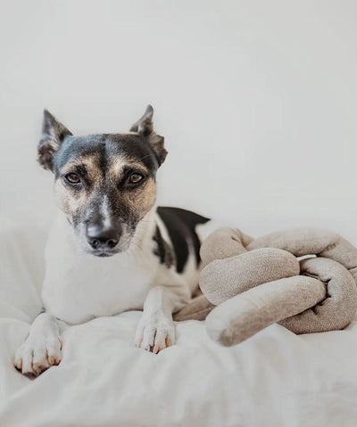 Small dog sitting next to a knotted puzzle dog toy 