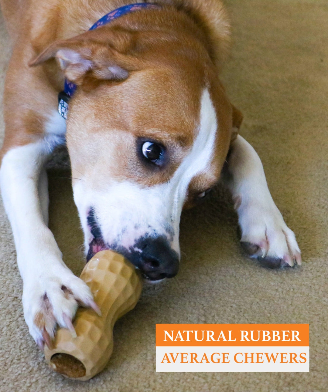 Poochie Butter Busy Dog Toy & Treat Bundle – Rover Store