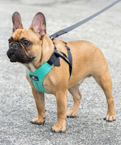 Sleepypod Clickit Sport Plus Car Safety Dog Harness Collar Sleepypod 