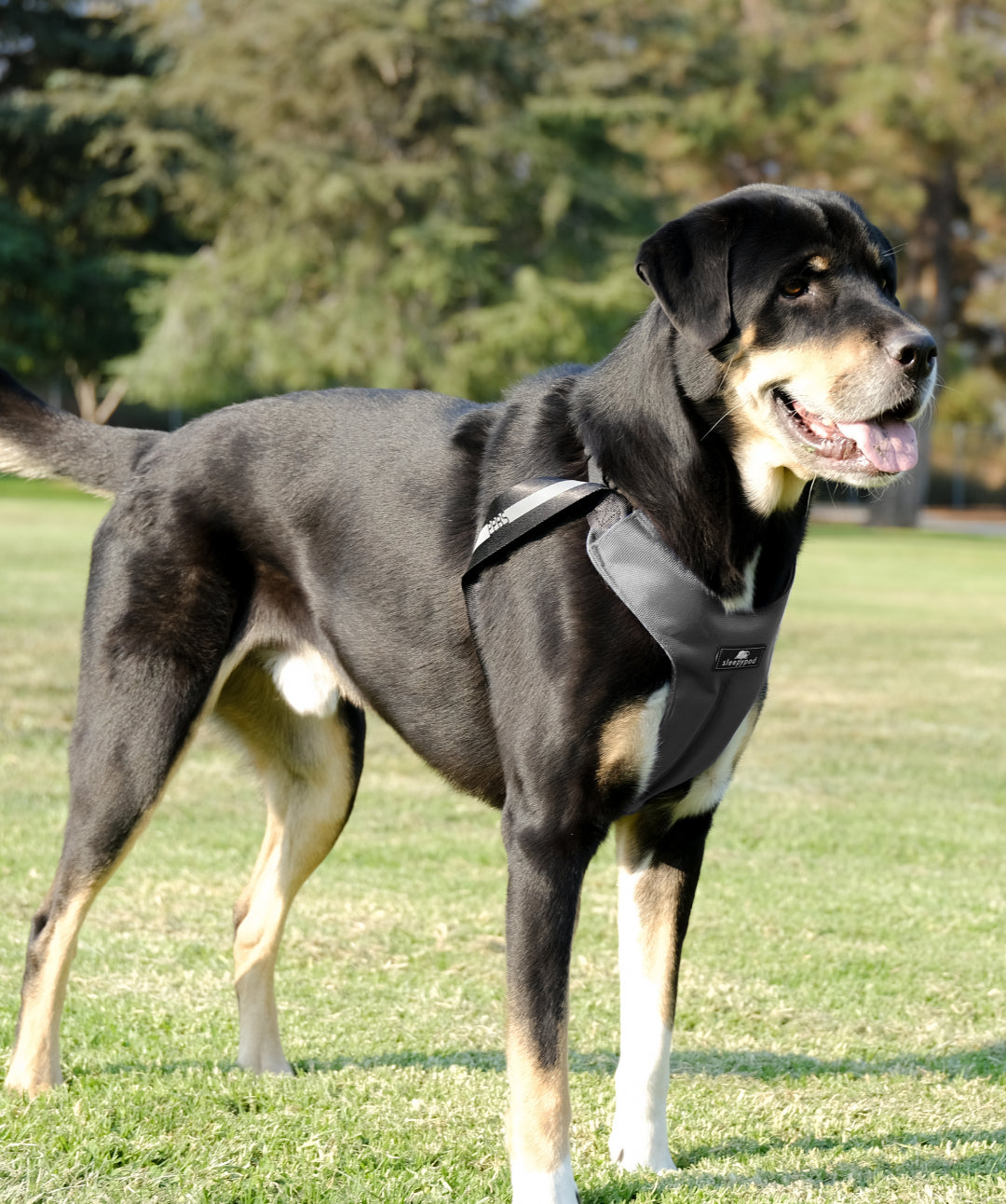 Dog Car Harness from Pet Safe Corporation (New) – Southeast