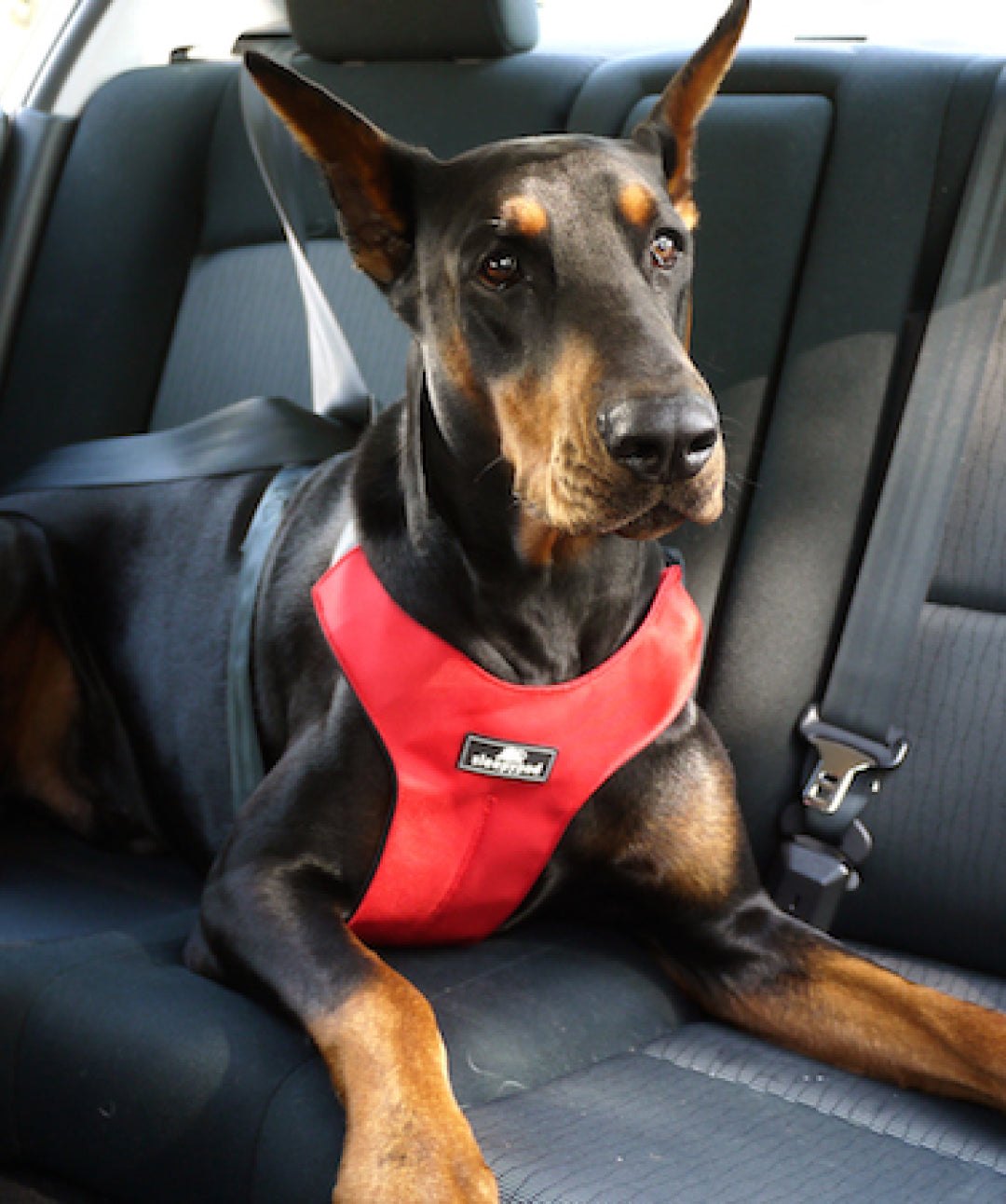 Sleepypod Clickit Sport Plus Car Safety Dog Harness Harness Sleepypod 