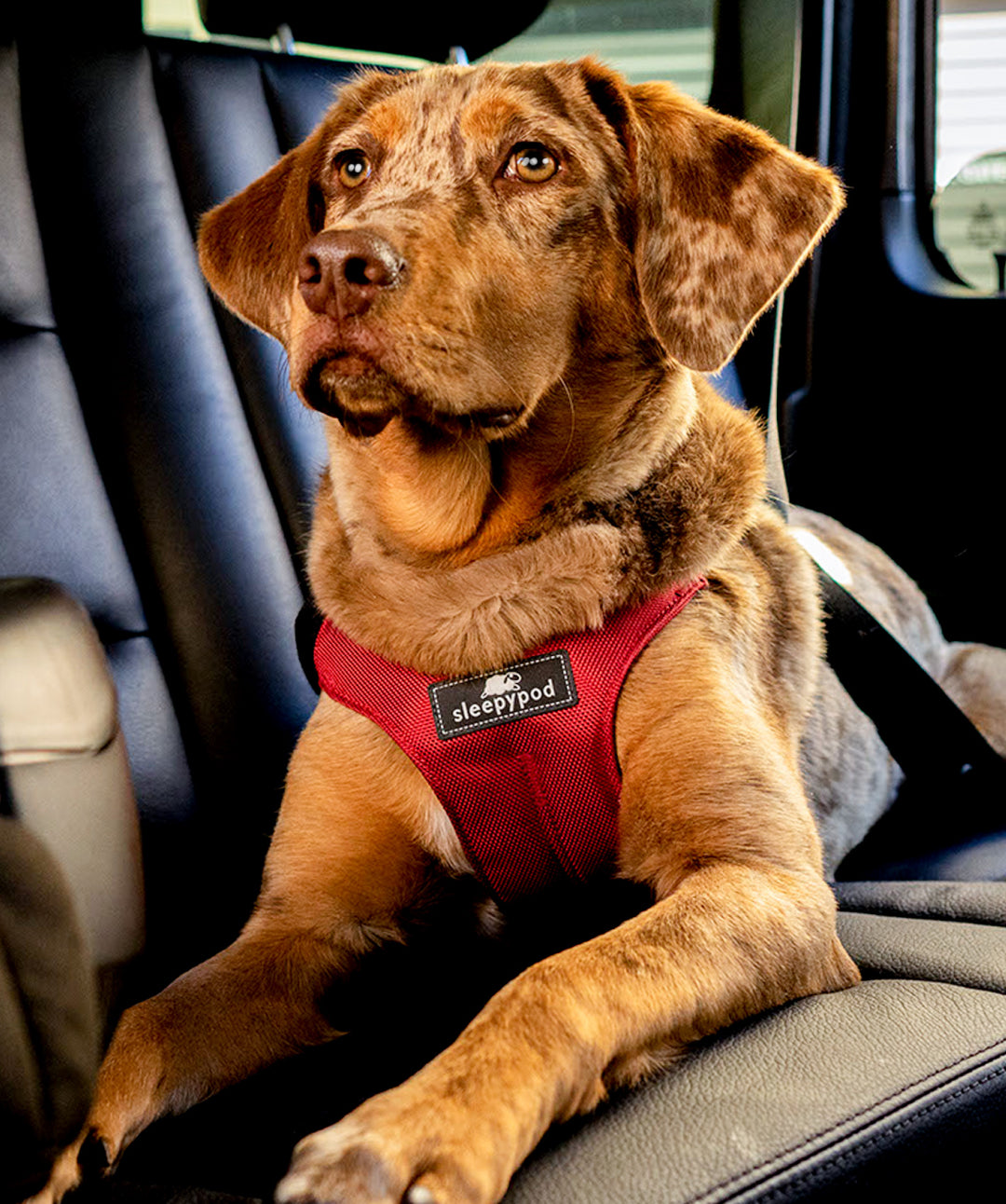 Sleepypod Clickit Sport Plus Car Safety Dog Harness Harness Sleepypod 