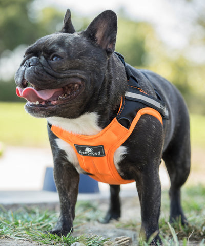 Sleepypod Clickit Terrain Plus Car Safety Dog Harness Dog Harnesses Sleepypod 