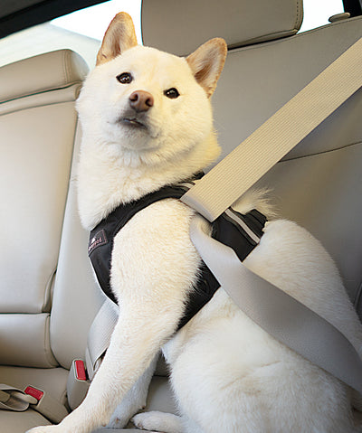 Sleepypod Clickit Terrain Plus Car Safety Dog Harness Dog Harnesses Sleepypod 