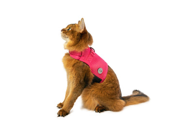 Sleepypod Martingale Cat Harness Cat Supplies Sleepypod S Pink 