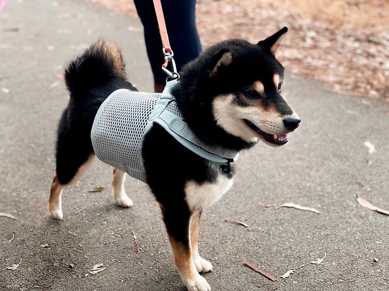 Sleepypod Martingale Dog Harness – Rover Store