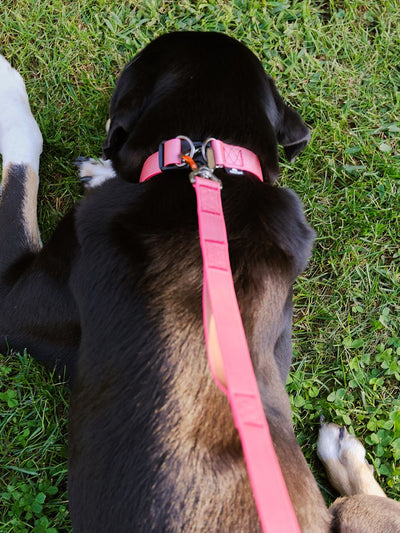 Sleepypod Power Dog Collar Collar Sleepypod 