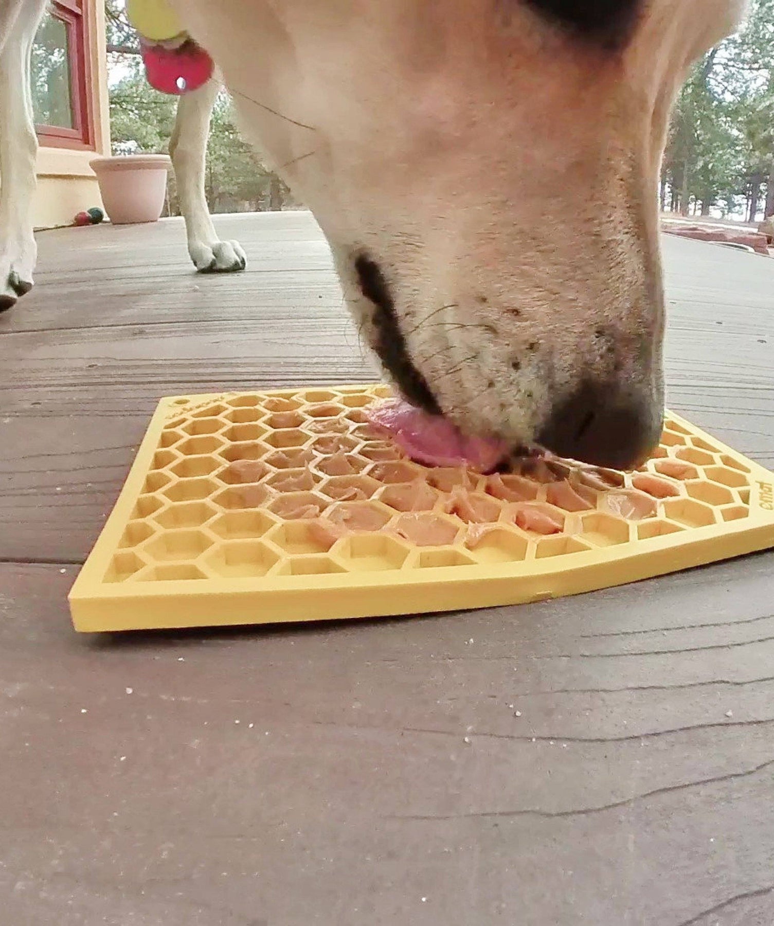 What To Put On A Lick Mat For Dogs? 8 Best Lick Smacking Recipes