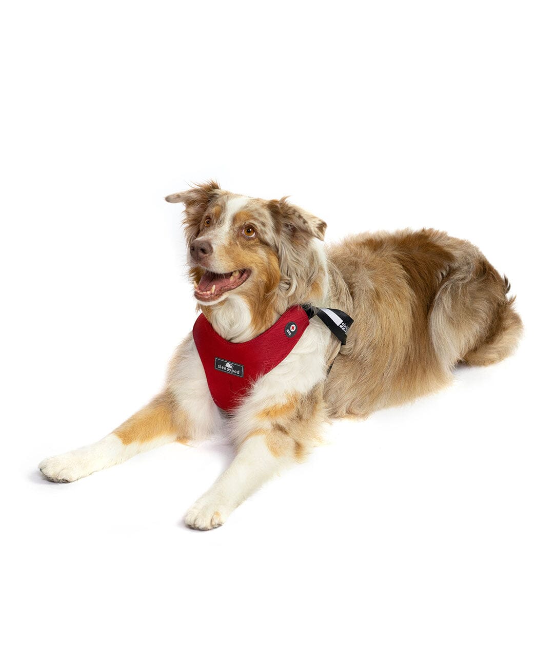 Special Edition - Sleepypod x American Red Cross Clickit Sport Plus Car Safety Dog Harness Harness Sleepypod 