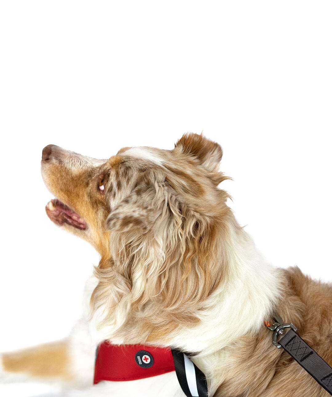 Special Edition - Sleepypod x American Red Cross Clickit Sport Plus Car Safety Dog Harness Harness Sleepypod 