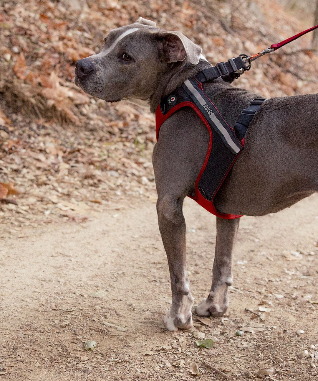 Special Edition - Sleepypod x American Red Cross Clickit Terrain Plus Car Safety Dog Harness Harness Sleepypod 