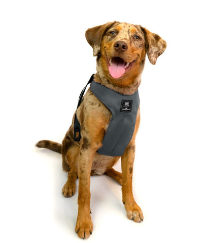 Special Edition Sleepypod x Fear Free Clickit Sport Plus Car Safety Dog Harness Harness Sleepypod 
