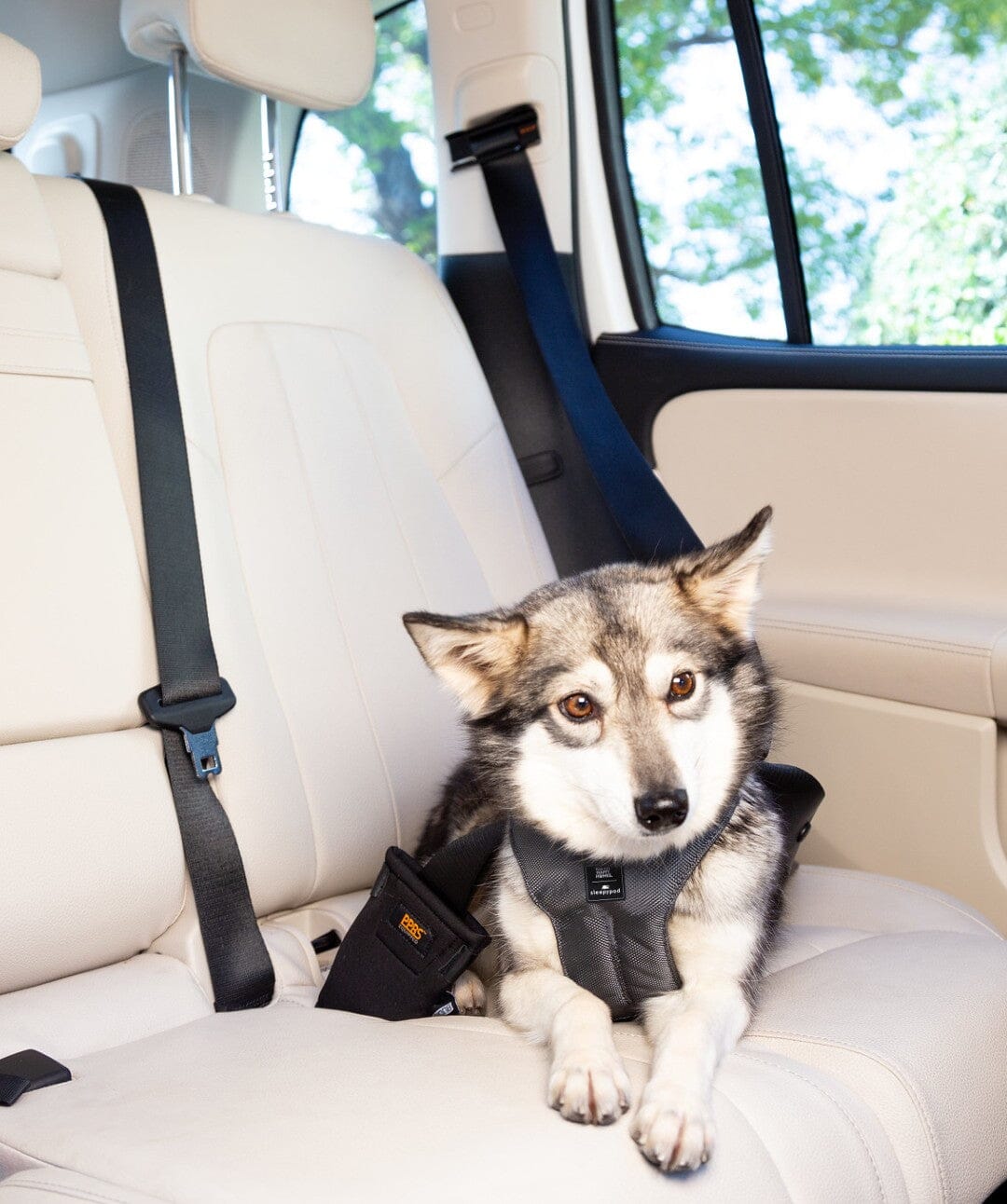 Special Edition Sleepypod x Fear Free Clickit Sport Plus Car Safety Dog Harness Harness Sleepypod 