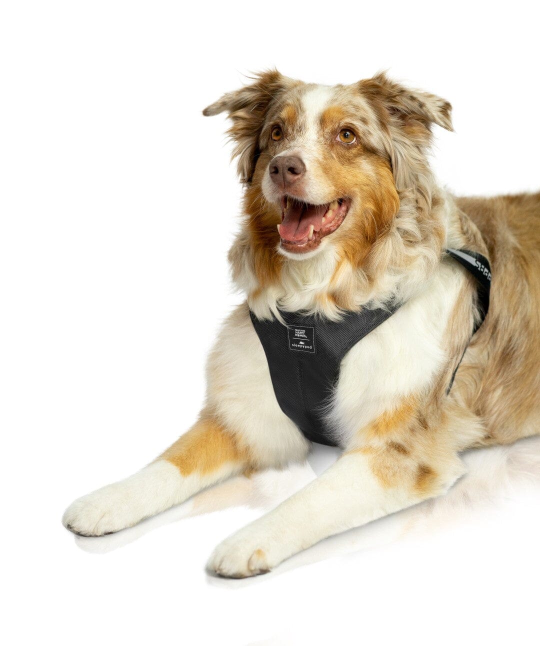 Special Edition Sleepypod x Fear Free Clickit Sport Plus Car Safety Dog Harness Harness Sleepypod Charcoal Grey S 