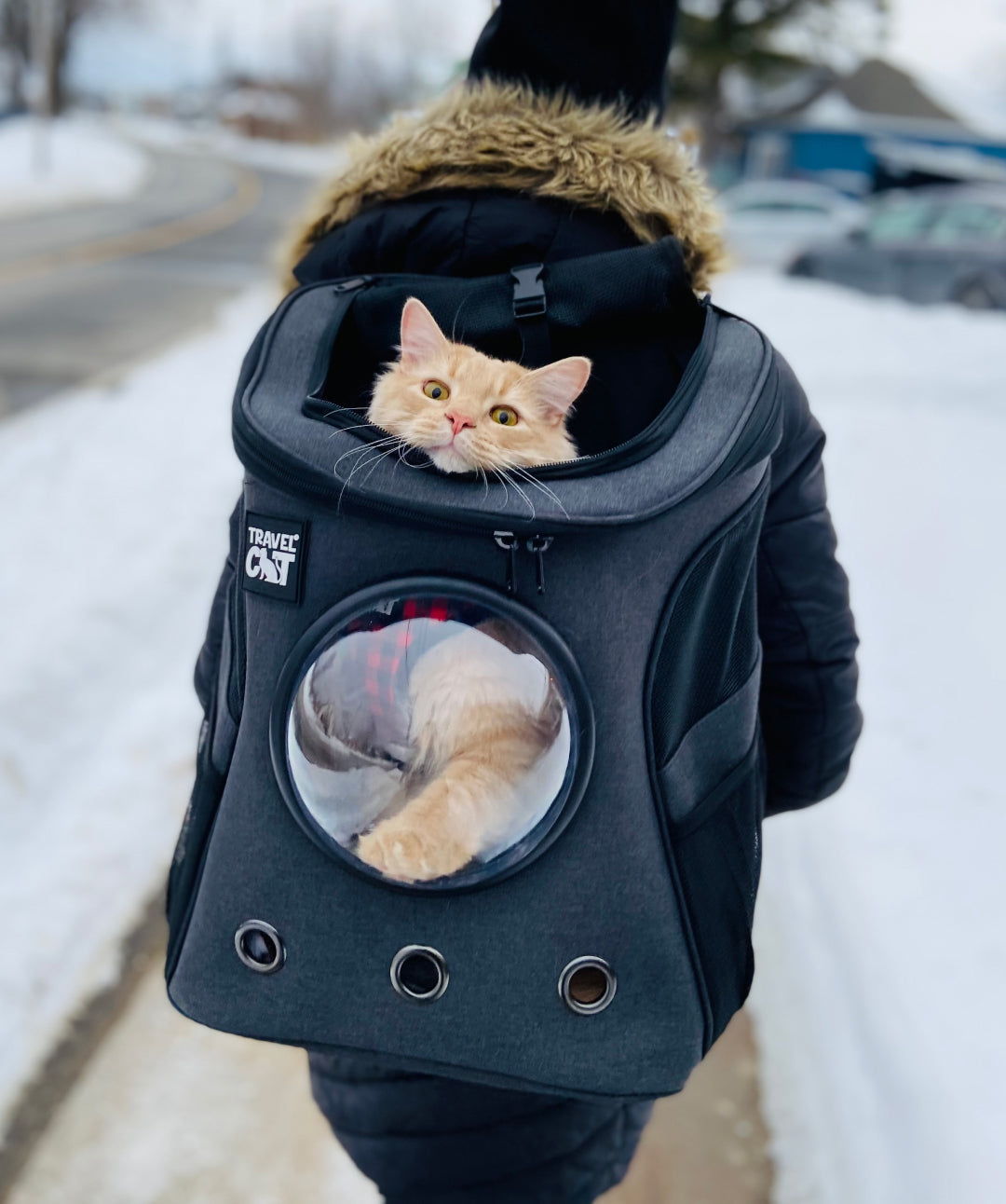 The Fat Cat Bubble Backpack for Large Cats Pet Carrier Travel Cat 