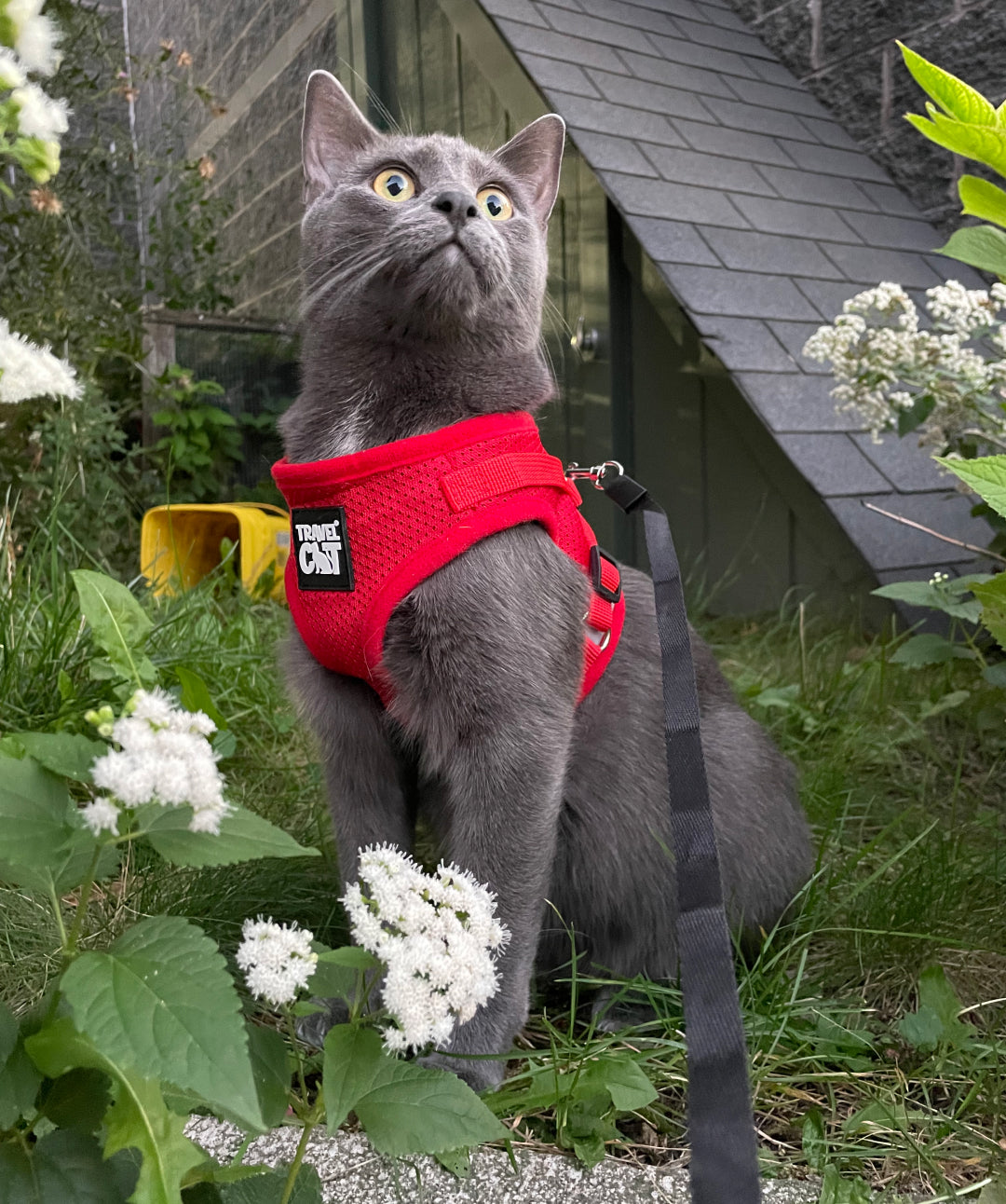The True Adventurer Reflective Cat Harness & Leash Cat Harness Travel Cat 