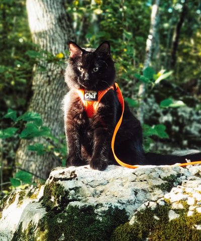 The True Adventurer Reflective Cat Harness & Leash Cat Harness Travel Cat 