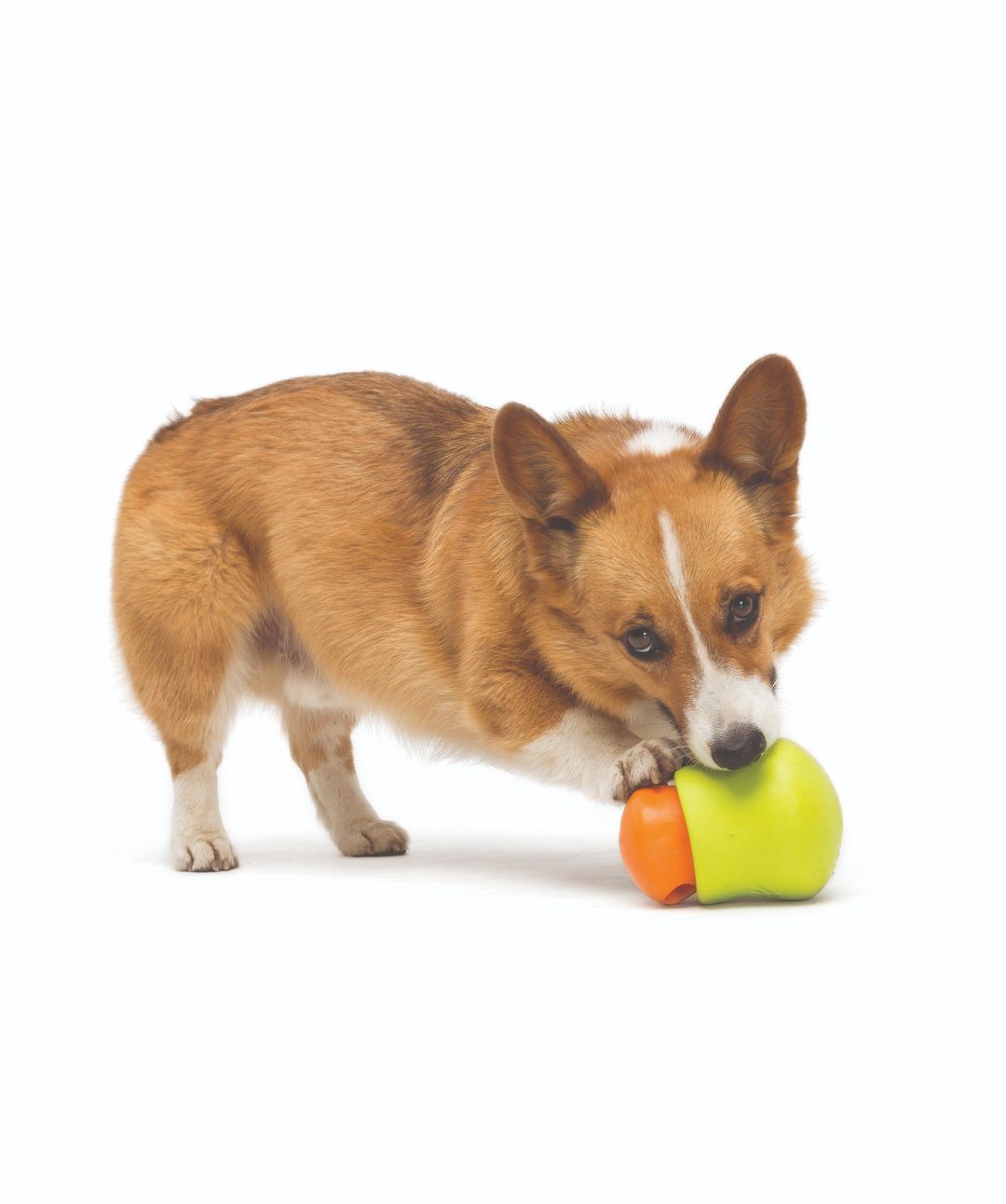 https://store.rover.com/cdn/shop/products/west-paw-topplr-treat-dispensing-dog-toy-puzzle-toy-rover-236074_1400x.jpg?v=1674061872